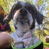 Sparkling Teal Dog Bow Tie