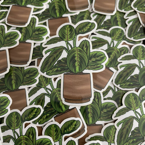 Prayer Plant (Calathea) Waterproof Sticker - HandmadeSask